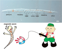 Graphical abstract: Microworms swallow the nanobait: the use of nanocoated microbial cells for the direct delivery of nanoparticles into Caenorhabditis elegans