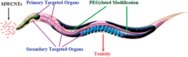 Graphical abstract: Crucial role of the biological barrier at the primary targeted organs in controlling the translocation and toxicity of multi-walled carbon nanotubes in the nematode Caenorhabditis elegans