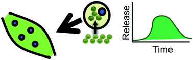 Graphical abstract: Mesoporous silica nanoparticle-based substrates for cell directed delivery of Notch signalling modulators to control myoblast differentiation