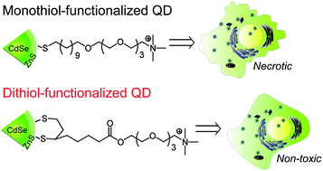 Graphical abstract: The role of ligand coordination on the cytotoxicity of cationic quantum dots in HeLa cells