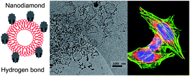 Graphical abstract: Nanodiamond decorated liposomes as highly biocompatible delivery vehicles and a comparison with carbon nanotubes and graphene oxide