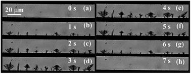 Graphical abstract: Complete reconfiguration of dendritic gold