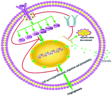 Graphical abstract: Cuprous oxide nanoparticles inhibit angiogenesis via down regulation of VEGFR2 expression
