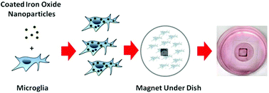Graphical abstract: Functionalized iron oxide nanoparticles for controlling the movement of immune cells