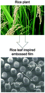 Graphical abstract: Rice- and butterfly-wing effect inspired self-cleaning and low drag micro/nanopatterned surfaces in water, oil, and air flow