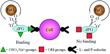 Graphical abstract: Iron oxide nanoparticles stabilized with dendritic polyglycerols as selective MRI contrast agents