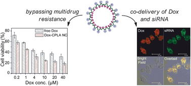 Graphical abstract: Biodegradable cationic polymeric nanocapsules for overcoming multidrug resistance and enabling drug–gene co-delivery to cancer cells