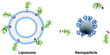 Graphical abstract: Nanodevice-induced conformational and functional changes in a prototypical calcium sensor protein