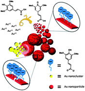 Graphical abstract: Sinapinic acid-directed synthesis of gold nanoclusters and their application to quantitative matrix-assisted laser desorption/ionization mass spectrometry