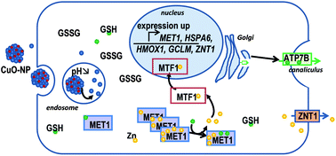 Graphical abstract: Interference of CuO nanoparticles with metal homeostasis in hepatocytes under sub-toxic conditions