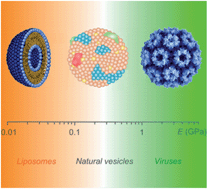 Graphical abstract: Force measurements on natural membrane nanovesicles reveal a composition-independent, high Young's modulus