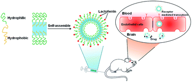 Graphical abstract: The proton permeability of self-assembled polymersomes and their neuroprotection by enhancing a neuroprotective peptide across the blood–brain barrier after modification with lactoferrin