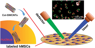 Graphical abstract: Long-term stem cell labeling by collagen-functionalized single-walled carbon nanotubes
