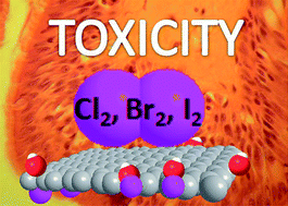 Graphical abstract: Cytotoxicity of halogenated graphenes