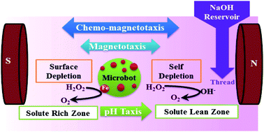 Graphical abstract: Multimodal chemo–magnetic control of self-propelling microbots