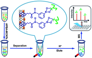 Graphical abstract: Facile synthesis of boronic acid-functionalized magnetic carbon nanotubes for highly specific enrichment of glycopeptides