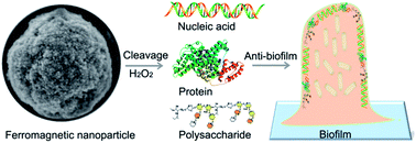 Graphical abstract: Ferromagnetic nanoparticles with peroxidase-like activity enhance the cleavage of biological macromolecules for biofilm elimination