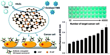 Graphical abstract: Highly efficient colorimetric detection of target cancer cells utilizing superior catalytic activity of graphene oxide–magnetic-platinum nanohybrids
