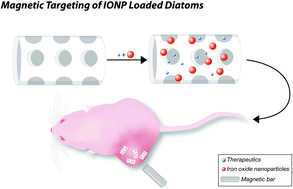 Graphical abstract: Iron oxide nanoparticle encapsulated diatoms for magnetic delivery of small molecules to tumors