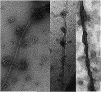 Graphical abstract: Versatile multi-functionalization of protein nanofibrils for biosensor applications