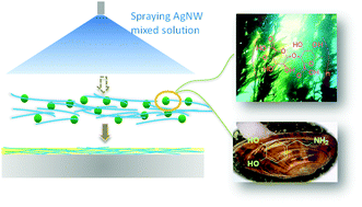 Graphical abstract: Annealing-free and strongly adhesive silver nanowire networks with long-term reliability by introduction of a nonconductive and biocompatible polymer binder