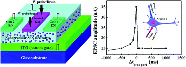 Graphical abstract: Inorganic proton conducting electrolyte coupled oxide-based dendritic transistors for synaptic electronics