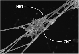 Graphical abstract: Extracellular entrapment and degradation of single-walled carbon nanotubes