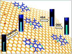 Graphical abstract: Loading of an anti-cancer drug onto graphene oxide and subsequent release to DNA/RNA: a direct optical detection