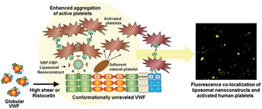 Graphical abstract: A factor VIII-derived peptide enables von Willebrand factor (VWF)-binding of artificial platelet nanoconstructs without interfering with VWF-adhesion of natural platelets