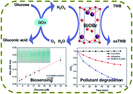 Graphical abstract: Hierarchical {001}-faceted BiOBr microspheres as a novel biomimetic catalyst: dark catalysis towards colorimetric biosensing and pollutant degradation