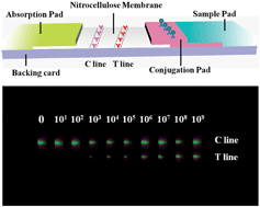 Graphical abstract: Upconversion fluorescent strip sensor for rapid determination of Vibrio anguillarum