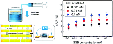 Graphical abstract: Gold nanoparticle wires for sensing DNA and DNA/protein interactions