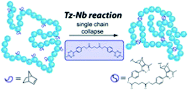 Graphical abstract: Exploiting the tetrazine–norbornene reaction for single polymer chain collapse