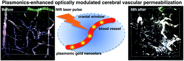 Graphical abstract: Plasmonics-enhanced and optically modulated delivery of gold nanostars into brain tumor