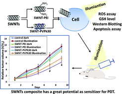 Graphical abstract: Photodynamic effect of functionalized single-walled carbon nanotubes: a potential sensitizer for photodynamic therapy