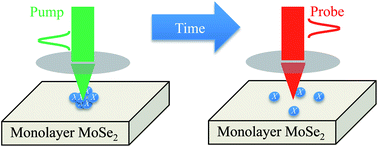 Graphical abstract: Exciton diffusion in monolayer and bulk MoSe2