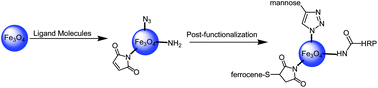 Graphical abstract: Iron oxide magnetic nanoparticles with versatile surface functions based on dopamine anchors