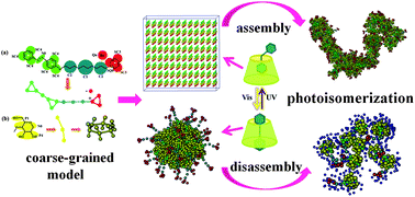 Graphical abstract: Coarse-grained molecular dynamics simulations of photoswitchable assembly and disassembly