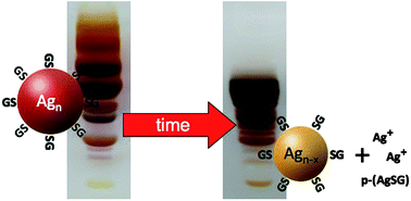 Graphical abstract: Temporal stability of magic-number metal clusters: beyond the shell closing model