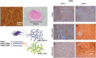 Graphical abstract: Self-assembling functionalized nanopeptides for immediate hemostasis and accelerative liver tissue regeneration