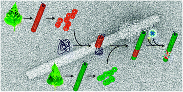 Graphical abstract: TMV nanorods with programmed longitudinal domains of differently addressable coat proteins