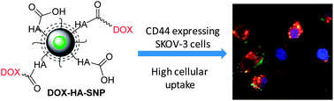 Graphical abstract: Development of drug loaded nanoparticles for tumor targeting. Part 1: synthesis, characterization, and biological evaluation in 2D cell cultures