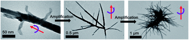 Graphical abstract: Spontaneously amplified homochiral organic–inorganic nano-helix complexes via self-proliferation
