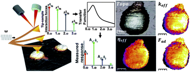 Graphical abstract: Mapping in vitro local material properties of intact and disrupted virions at high resolution using multi-harmonic atomic force microscopy