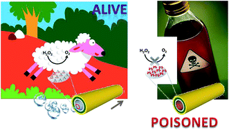 Graphical abstract: Poisoning of bubble propelled catalytic micromotors: the chemical environment matters