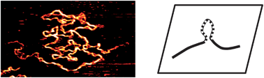 Graphical abstract: Chain relaxation dynamics of DNA adsorbing at a solid–liquid interface