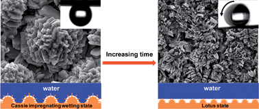 Graphical abstract: From petal effect to lotus effect: a facile solution immersion process for the fabrication of super-hydrophobic surfaces with controlled adhesion