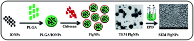 Graphical abstract: Cationic poly(lactic-co-glycolic acid) iron oxide microspheres for nucleic acid detection