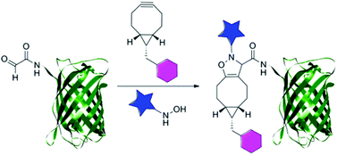 Graphical abstract: N-terminal dual protein functionalization by strain-promoted alkyne–nitrone cycloaddition