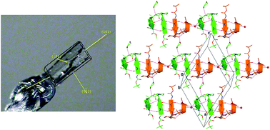 Graphical abstract: Analysis of designed β-hairpin peptides: molecular conformation and packing in crystals